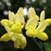 Coronille - Coronilla Valentina Subsp. Glauca Citrina -Fleurs & Plantes Soldes Boutique Coronilla valentina subsp glauca Citrina 82796 1