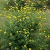 Coronille - Coronilla Valentina Subsp. Glauca Selection 2 Coronille - Coronilla Valentina Subsp. Glauca Selection -Fleurs & Plantes Soldes Boutique Coronilla valentina subsp glauca Selection 82797 1