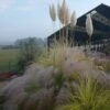 Cortaderia Selloana Splendid Star - Herbe De La Pampa -Fleurs & Plantes Soldes Boutique Cortaderia selloana Splendid Star 87479 1