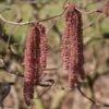 Noisetier Tortueux Pourpre - Corylus Avellana Red Majestic -Fleurs & Plantes Soldes Boutique Corylus red majestic copyright sapho 7625 1