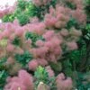 Cotinus Smokey Joe - Arbre à Perruque Nain. -Fleurs & Plantes Soldes Boutique Cotinus Smokey Joe 85475 1