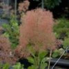 Cotinus Coggygria - Arbre à Perruques -Fleurs & Plantes Soldes Boutique Cotinus coggygria 9497 1