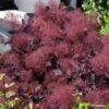 Cotinus Coggygria Dusky Maiden - Arbre à Perruques 2 Cotinus Coggygria Dusky Maiden - Arbre à Perruques -Fleurs & Plantes Soldes Boutique Cotinus coggygria Dusky Maiden 781666 1 1