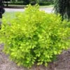 Cotinus Coggygria Golden Lady - Arbre à Perruque -Fleurs & Plantes Soldes Boutique Cotinus coggygria Golden Lady 82798 1 2