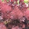 Cotinus Coggygria Winecraft Black - Arbre à Perruque -Fleurs & Plantes Soldes Boutique Cotinus coggygria Winecraft Black 87090 1
