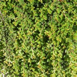 Cotoneaster Adpressus - Cotonéaster Rampant.