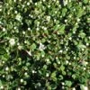 Cotoneaster Congestus -Fleurs & Plantes Soldes Boutique Cotoneaster congestus 87233 1