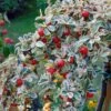 Cotoneaster Suecicus Juliette -Fleurs & Plantes Soldes Boutique Cotoneaster suecicus Juliette 87231 1