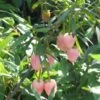 Crinodendron Hookerianum Ada Hoffman - Arbre Aux Lanternes 2 Crinodendron Hookerianum Ada Hoffman - Arbre Aux Lanternes -Fleurs & Plantes Soldes Boutique Crinodendron hookerianum Ada Hoffman 85068 1