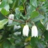 Crinodendron Patagua -Fleurs & Plantes Soldes Boutique Crinodendron patagua 82650 1