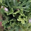 Cèdre Du Japon Cristata - Cryptomeria Japonica -Fleurs & Plantes Soldes Boutique Cryptomeria japonica Cristata 87747 1