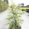 Cryptomeria Japonica Sekkan Sugi 2 Cryptomeria Japonica Sekkan Sugi -Fleurs & Plantes Soldes Boutique Cryptomeria japonica Sekkan Sugi 84030 1
