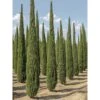 Cupressus Sempervirens Garda - Cyprès D'Italie, De Provence 1 Cupressus Sempervirens Garda - Cyprès D'Italie, De Provence -Fleurs & Plantes Soldes Boutique Cupressus sempervirens Garda 1004842 1