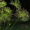 Cyperus Prolifer - Papyrus Nain -Fleurs & Plantes Soldes Boutique Cyperus prolifer Papyrus nain LD 18206 1