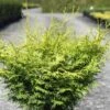 Cyprès Hinoki Du Japon - Chamaecyparis Obtusa Lucas -Fleurs & Plantes Soldes Boutique Cypres hinoki du Japon Chamaecyparis obtusa Lucas IF 1002451 1