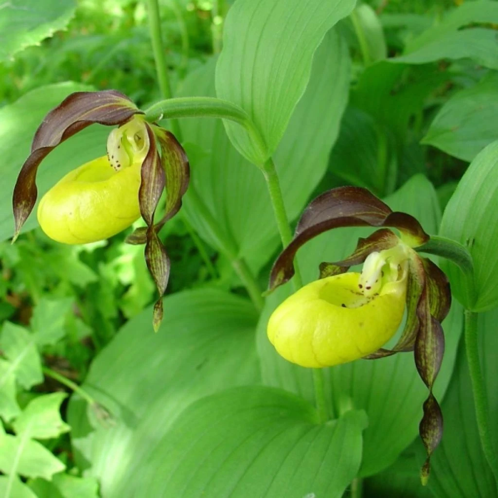 Cypripedium Calceolus - Sabot De Venus 3 Cypripedium Calceolus - Sabot De Venus