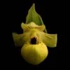 Cypripedium Flavum - Sabot De Vénus Jaune Pâle 1 Cypripedium Flavum - Sabot De Vénus Jaune Pâle -Fleurs & Plantes Soldes Boutique Cypripedium flavum 80352 1