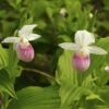Cypripedium Reginae - Sabot De Venus -Fleurs & Plantes Soldes Boutique Cypripedium reginae 8159 1