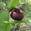Cypripedium Smithii - Sabot De Vénus Rouge Pourpre 2 Cypripedium Smithii - Sabot De Vénus Rouge Pourpre -Fleurs & Plantes Soldes Boutique Cypripedium smithii 80349 1