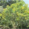 Genêt Ananas - Cytisus Battandieri 1 Genêt Ananas - Cytisus Battandieri -Fleurs & Plantes Soldes Boutique Cytisus Battandieri 781928 1