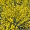 Genêt Précoce - Cytisus Praecox Allgold 2 Genêt Précoce - Cytisus Praecox Allgold -Fleurs & Plantes Soldes Boutique Cytisus praecox Allgold 781597 1
