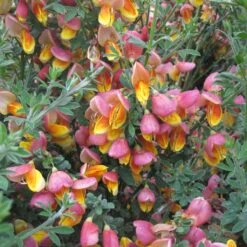 Genêt à Balais - Cytisus Scoparius La Coquette