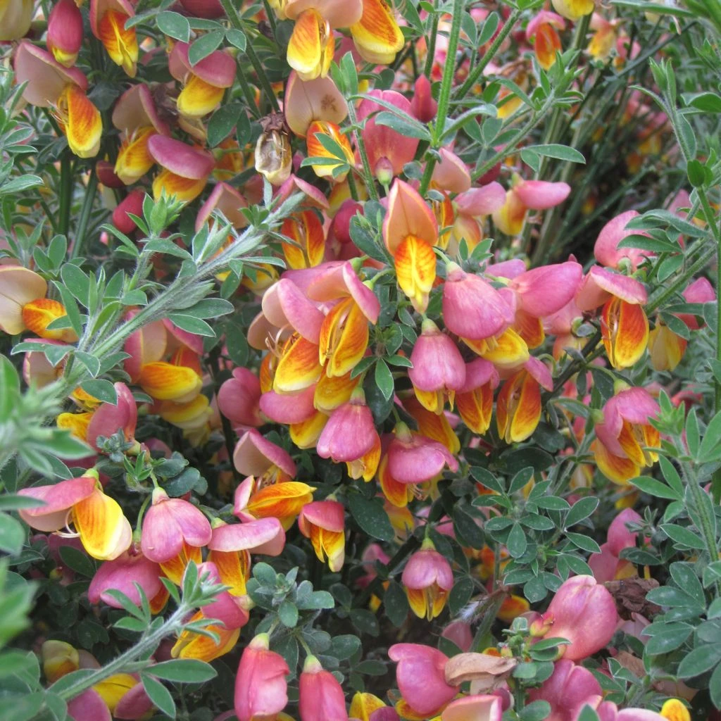 Genêt à Balais - Cytisus Scoparius La Coquette 3 Genêt à Balais - Cytisus Scoparius La Coquette