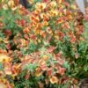 Genêt à Balais - Cytisus Scoparius Lena -Fleurs & Plantes Soldes Boutique Cytisus scoparius Lena 781594 1