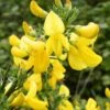 Genêt à Balais - Cytisus Scoparius Vanesse -Fleurs & Plantes Soldes Boutique Cytisus scoparius Vanesse 100095 1