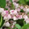 Deutzia Scabra Codsall Pink - Deutzie 2 Deutzia Scabra Codsall Pink - Deutzie -Fleurs & Plantes Soldes Boutique DEUTZIA 781605 1