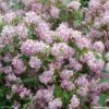 Deutzia Hybride Mont Rose - Deutzie 1 Deutzia Hybride Mont Rose - Deutzie -Fleurs & Plantes Soldes Boutique DEUTZIA HYBRIDA MONT ROSE 781601 1