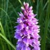 Dactylorhiza Maculata, Orchis Tacheté - Orchidée Terrestre Et Vivace -Fleurs & Plantes Soldes Boutique Dactylorhiza maculata 8161 1