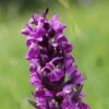 Dactylorhiza Majalis - Orchis De Mai Ou à Feuilles Larges -Fleurs & Plantes Soldes Boutique Dactylorhiza majalis 8893 1
