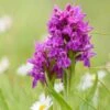 Dactylorhiza Purpurella, Orchis Pourpre - Orchidée Vivace De Jardin -Fleurs & Plantes Soldes Boutique Dactylorhiza purpurella copyright 8163111 1
