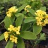 Daphne Gemmata Royal Crown 2 Daphne Gemmata Royal Crown -Fleurs & Plantes Soldes Boutique Daphne gemmata Royal Crown 83541 1