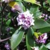 Daphne Odora - Bois-joli Odorant -Fleurs & Plantes Soldes Boutique Daphne odora 100097 1