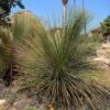 Dasylirion Quadrangulatum - Dasylire Ou Sotol Quadrangulaire -Fleurs & Plantes Soldes Boutique Dasylirion quadrangulatum 89897 1