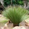 Dasylirion Serratifolium - Dasylire, Sotol -Fleurs & Plantes Soldes Boutique Dasylirion serratifolium 89891 1