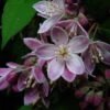 Deutzia Perle Rose - Deutzie -Fleurs & Plantes Soldes Boutique Deutzia Perle Rose 7819 1