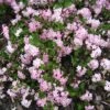 Deutzia Elegantissima Rosealind -Fleurs & Plantes Soldes Boutique Deutzia Rosealind 84046 1