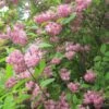 Deutzia Hybrida Strawberry Fields - Deutzie -Fleurs & Plantes Soldes Boutique Deutzia Strawberry Fields 781602 1