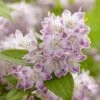 Deutzia Hybride Raspberry Sundae - Deutzie 2 Deutzia Hybride Raspberry Sundae - Deutzie -Fleurs & Plantes Soldes Boutique Deutzia hybride Raspberry Sundae 87091 1