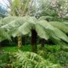 Fougère Arborescente - Dicksonia Antarctica -Fleurs & Plantes Soldes Boutique Dicksonia antartica ld Tim Green aka atoach 79444 1 1