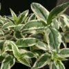 Diervilla Sessilifolia Cool Splash -Fleurs & Plantes Soldes Boutique Diervilla sessilifolia Cool Splash 9593 1