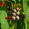 Igname De Chine - Dioscorea Batatas -Fleurs & Plantes Soldes Boutique Dioscorea polystachya 89860 1