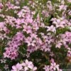 Diosma Pink Diamond -Fleurs & Plantes Soldes Boutique Diosma Pink diamond IF 166510 1