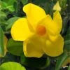 Dipladenia Diamantina Opale Citrine 2.0 - Mandevilla -Fleurs & Plantes Soldes Boutique Dipladenia diamantina opale citrine 164710 2