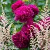 Duo Cardinal - Duo De Rosier Et D'Astilbes -Fleurs & Plantes Soldes Boutique Duo Cardinal 81432 1