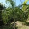 Dypsis Plumosa - Palmier Plumeux -Fleurs & Plantes Soldes Boutique Dypsis plumosa 89853 1