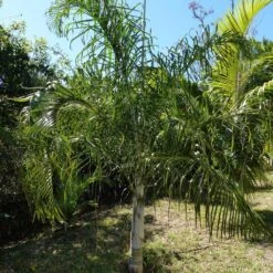 Dypsis Plumosa - Palmier Plumeux